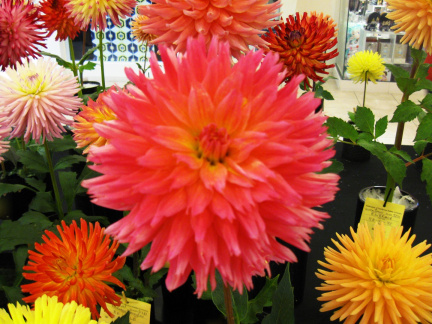 Dahlia ' L'ARCHE ROCKY '  (S.Fim.)  Rothrock  USA  2019  Washington State Show, USA 2022  (David Brown)